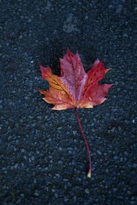 Preview wallpaper leaf, maple, autumn