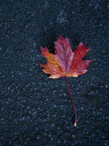 Preview wallpaper leaf, maple, autumn