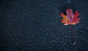 Preview wallpaper leaf, maple, autumn