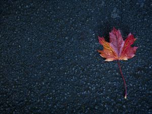 Preview wallpaper leaf, maple, autumn