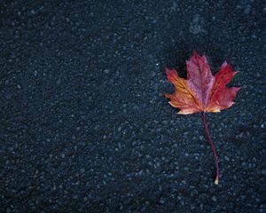 Preview wallpaper leaf, maple, autumn