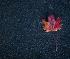 Preview wallpaper leaf, maple, autumn