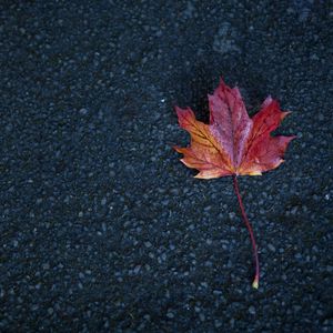 Preview wallpaper leaf, maple, autumn