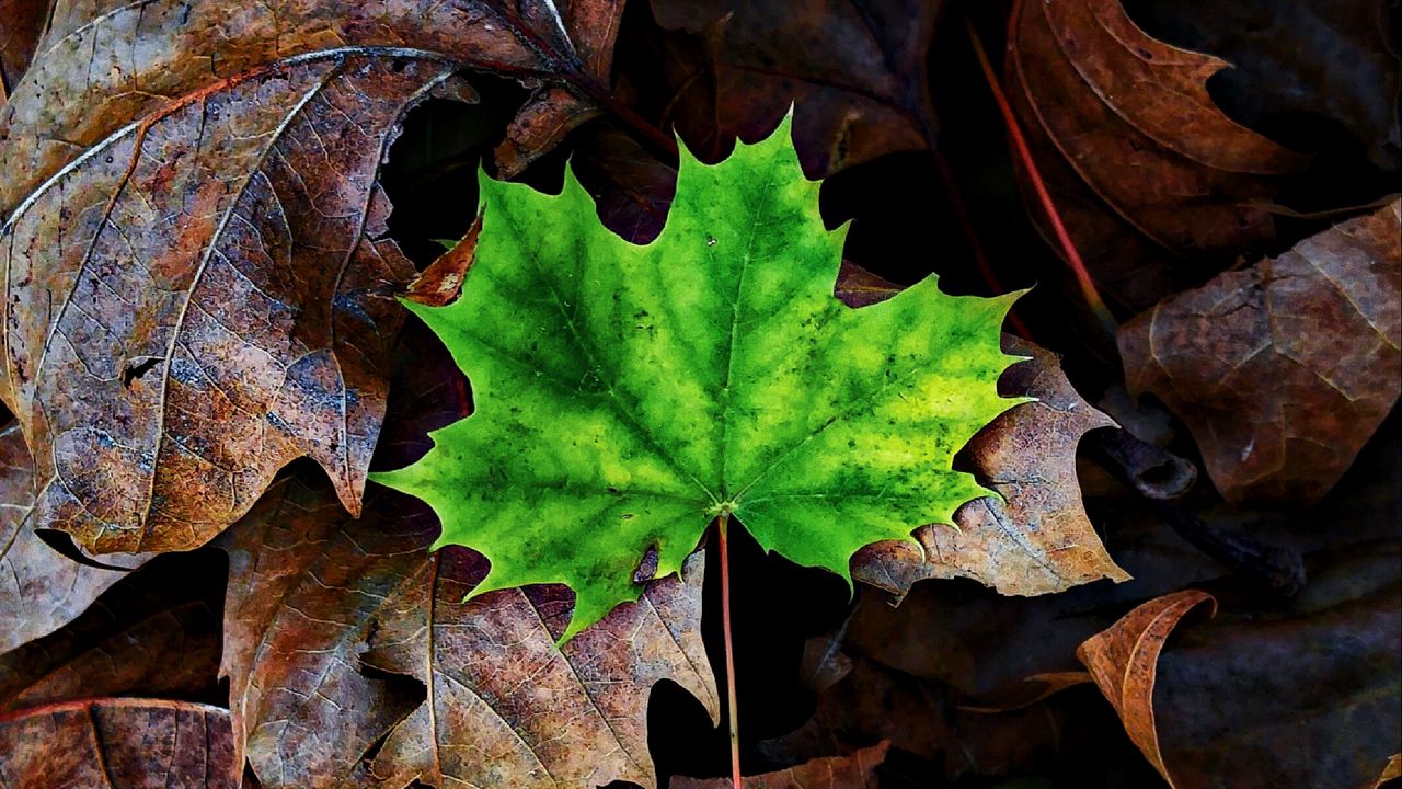 Wallpaper leaf, maple, autumn, fallen