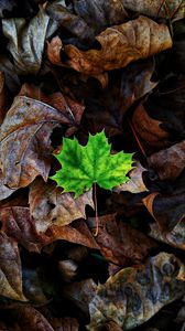 Preview wallpaper leaf, maple, autumn, fallen