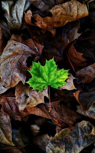 Preview wallpaper leaf, maple, autumn, fallen