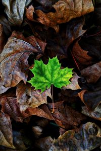 Preview wallpaper leaf, maple, autumn, fallen