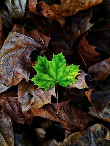 Preview wallpaper leaf, maple, autumn, fallen