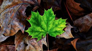 Preview wallpaper leaf, maple, autumn, fallen