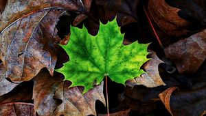 Preview wallpaper leaf, maple, autumn, fallen