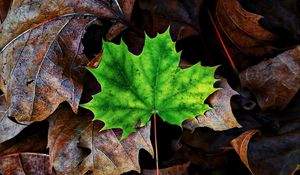 Preview wallpaper leaf, maple, autumn, fallen