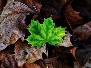 Preview wallpaper leaf, maple, autumn, fallen