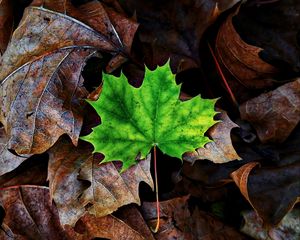 Preview wallpaper leaf, maple, autumn, fallen