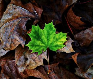 Preview wallpaper leaf, maple, autumn, fallen