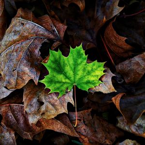 Preview wallpaper leaf, maple, autumn, fallen