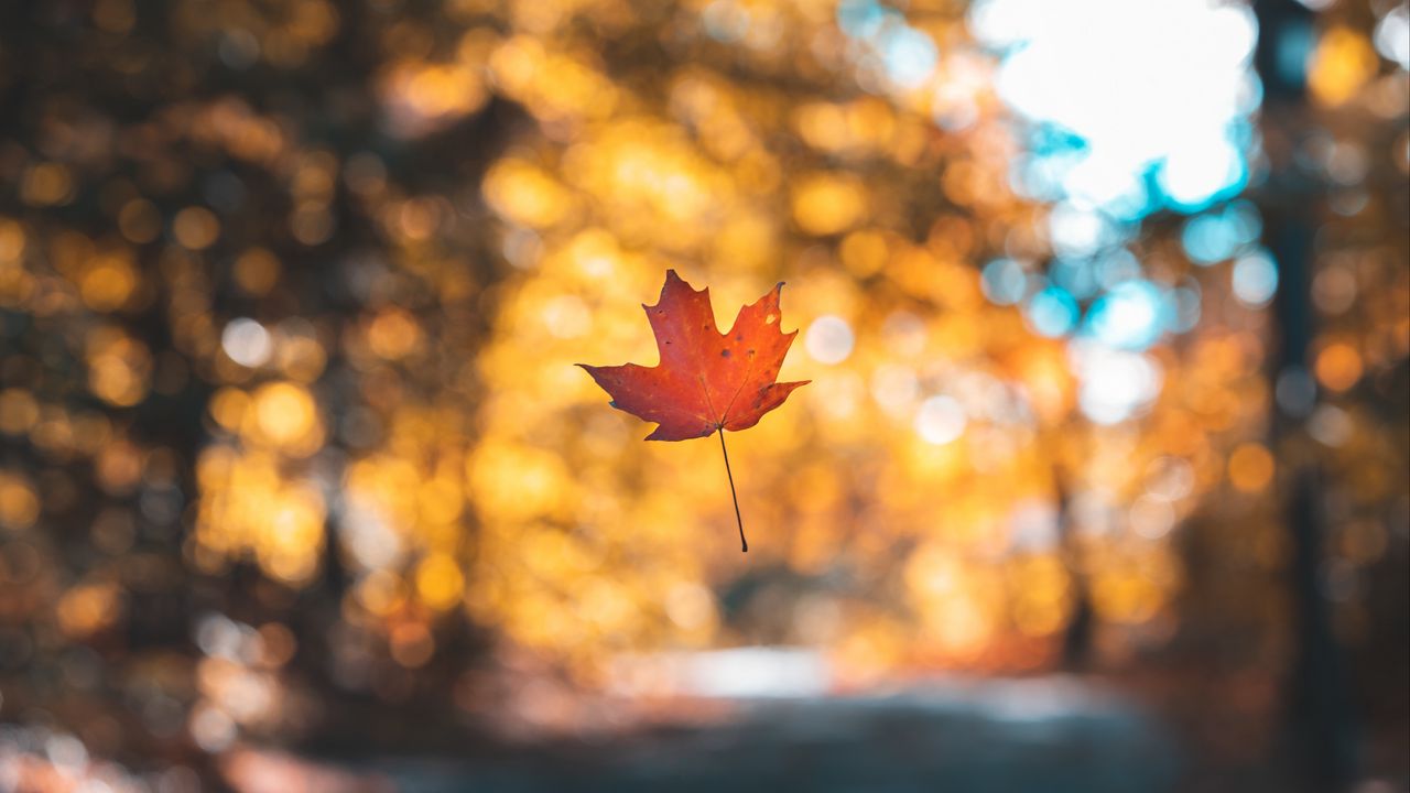 Wallpaper leaf, maple, autumn, levitation, blur