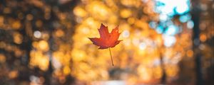 Preview wallpaper leaf, maple, autumn, levitation, blur