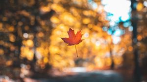 Preview wallpaper leaf, maple, autumn, levitation, blur