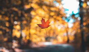 Preview wallpaper leaf, maple, autumn, levitation, blur