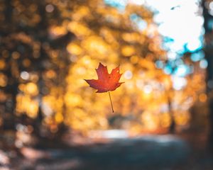 Preview wallpaper leaf, maple, autumn, levitation, blur