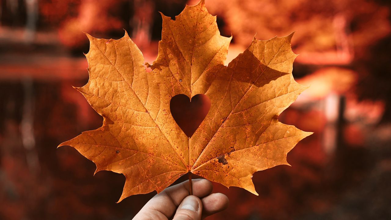 Wallpaper leaf, maple, autumn, heart, hand, blur
