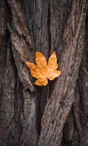 Preview wallpaper leaf, maple, autumn, bark, tree