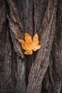 Preview wallpaper leaf, maple, autumn, bark, tree