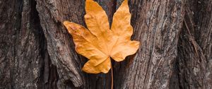Preview wallpaper leaf, maple, autumn, bark, tree