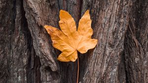 Preview wallpaper leaf, maple, autumn, bark, tree