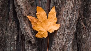 Preview wallpaper leaf, maple, autumn, bark, tree