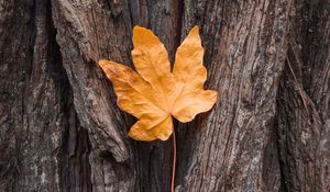 Preview wallpaper leaf, maple, autumn, bark, tree