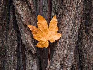 Preview wallpaper leaf, maple, autumn, bark, tree