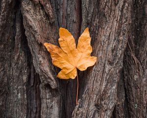 Preview wallpaper leaf, maple, autumn, bark, tree
