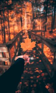 Preview wallpaper leaf, maple, autumn, hand