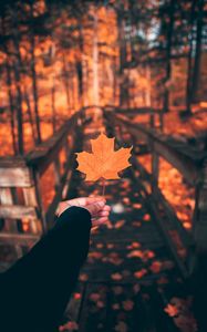 Preview wallpaper leaf, maple, autumn, hand
