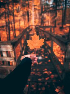 Preview wallpaper leaf, maple, autumn, hand