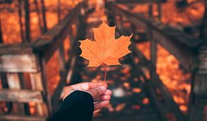 Preview wallpaper leaf, maple, autumn, hand