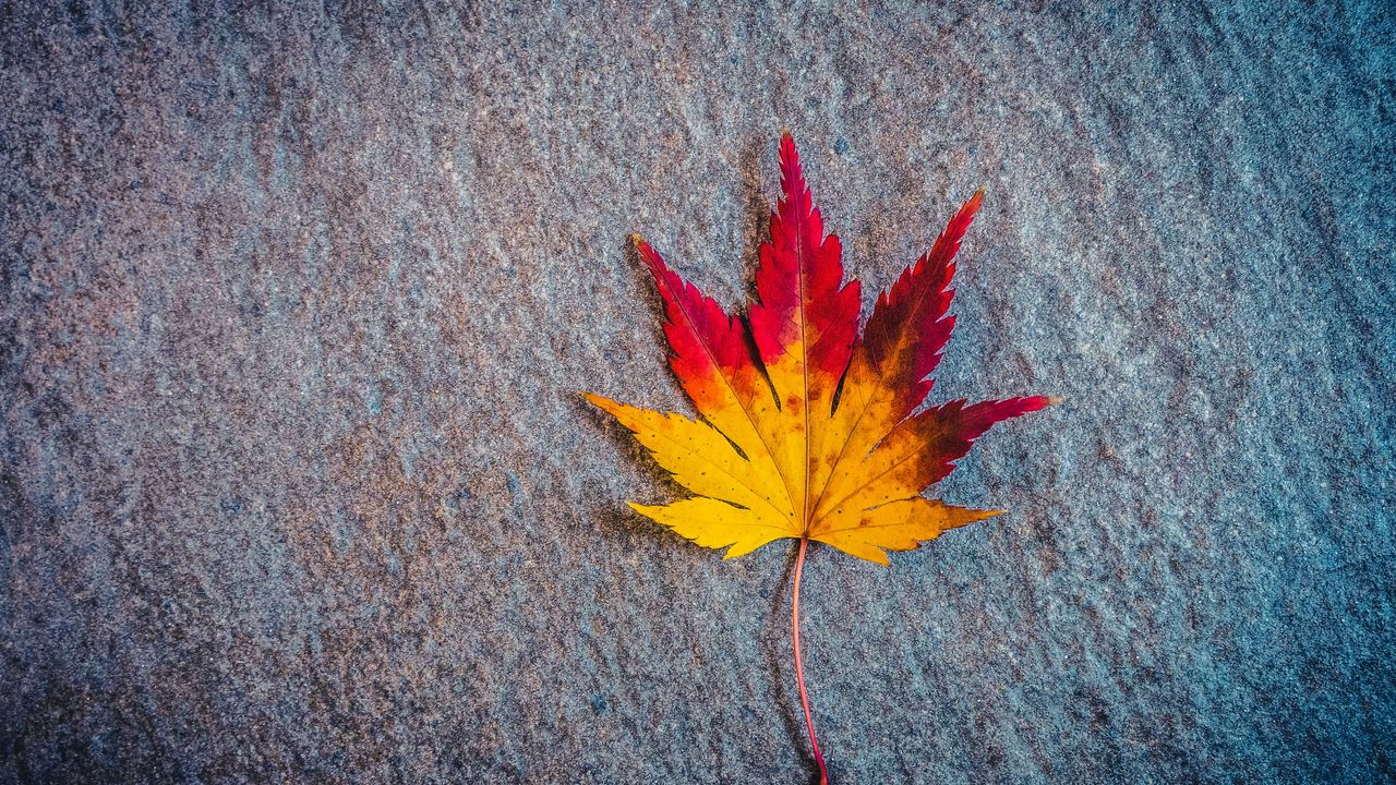 Wallpaper leaf, maple, autumn, minimalism