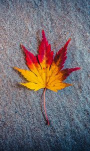 Preview wallpaper leaf, maple, autumn, minimalism