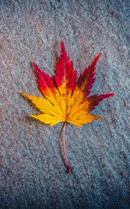 Preview wallpaper leaf, maple, autumn, minimalism