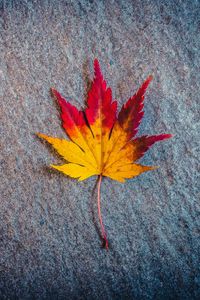 Preview wallpaper leaf, maple, autumn, minimalism