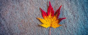 Preview wallpaper leaf, maple, autumn, minimalism
