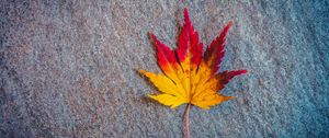 Preview wallpaper leaf, maple, autumn, minimalism