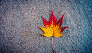 Preview wallpaper leaf, maple, autumn, minimalism