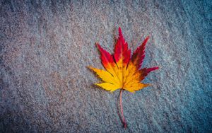 Preview wallpaper leaf, maple, autumn, minimalism