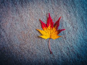 Preview wallpaper leaf, maple, autumn, minimalism
