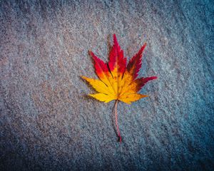 Preview wallpaper leaf, maple, autumn, minimalism