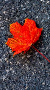 Preview wallpaper leaf, maple, autumn, asphalt, macro