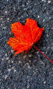 Preview wallpaper leaf, maple, autumn, asphalt, macro
