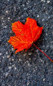 Preview wallpaper leaf, maple, autumn, asphalt, macro